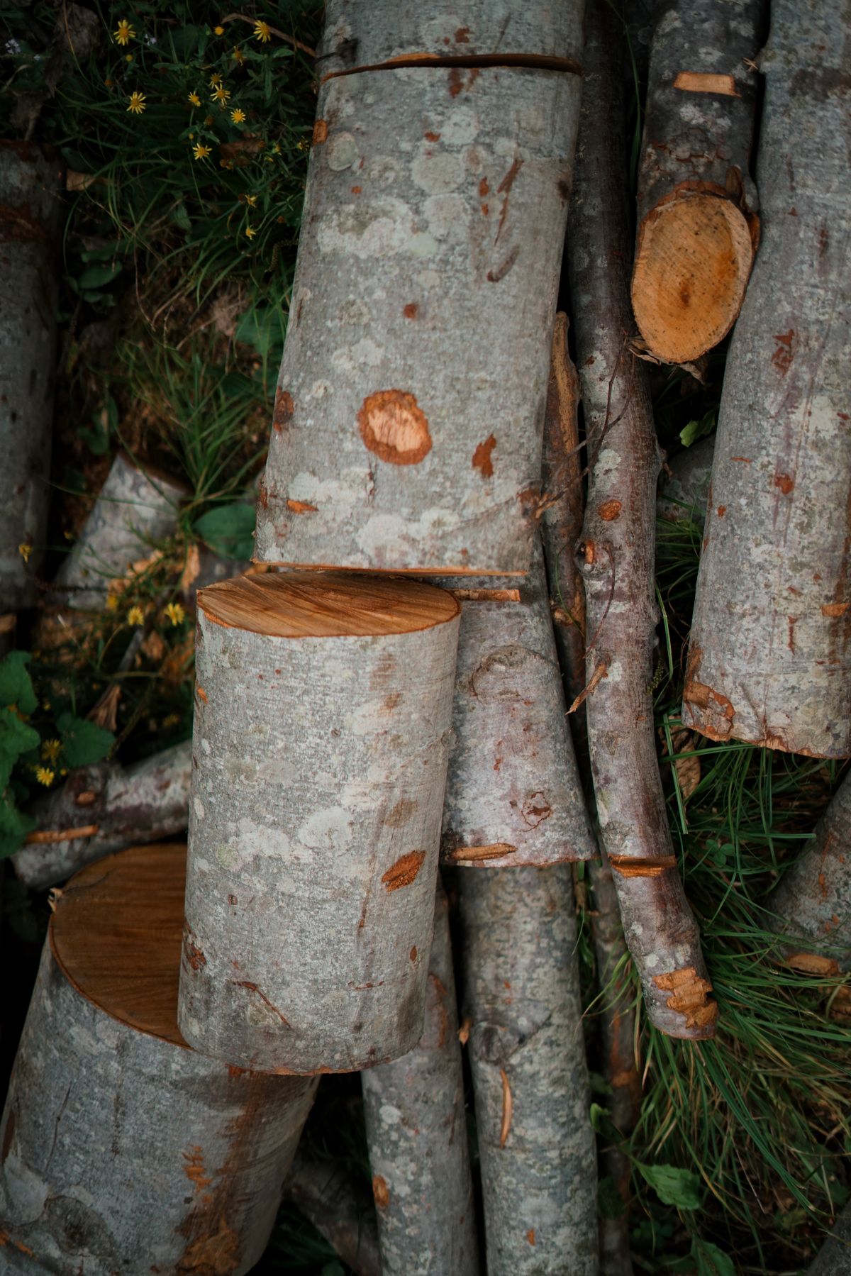 Pile of freshly cut logs with a stump in a grassy yard