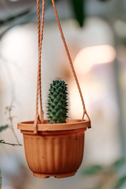 Free A solitary cactus sits elegantly in a hanging terracotta pot, perfect for home decor. Stock Photo