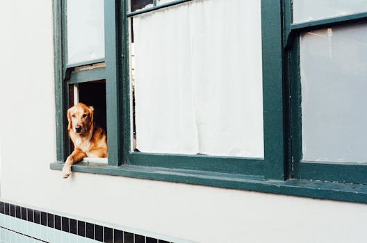 Free stock photo of animal, dog, pet, window