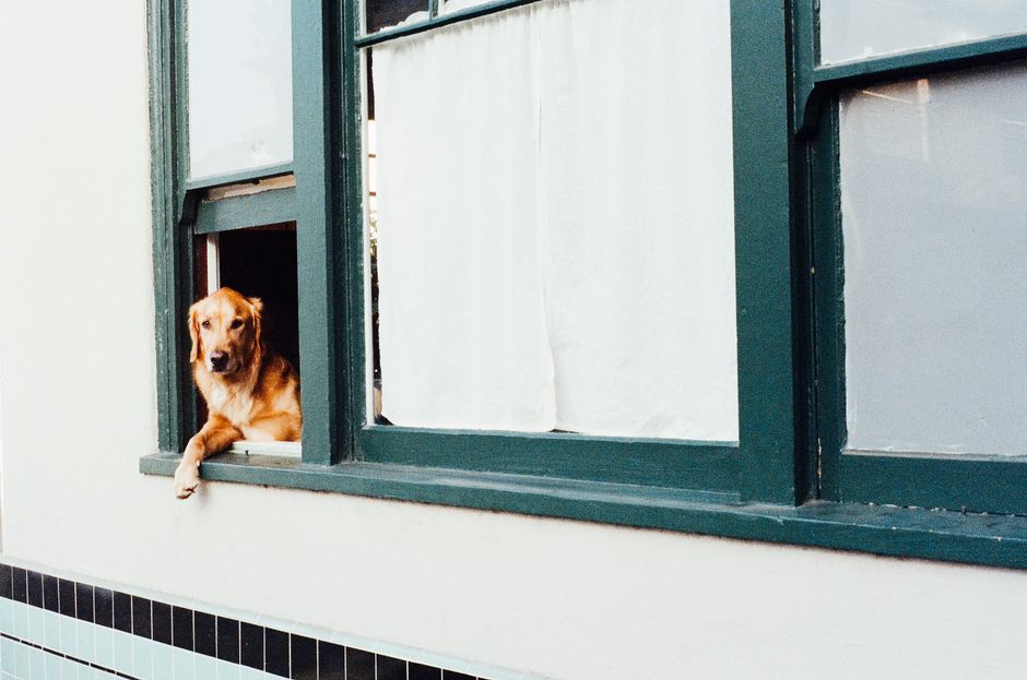 Free stock photo of animal, dog, pet