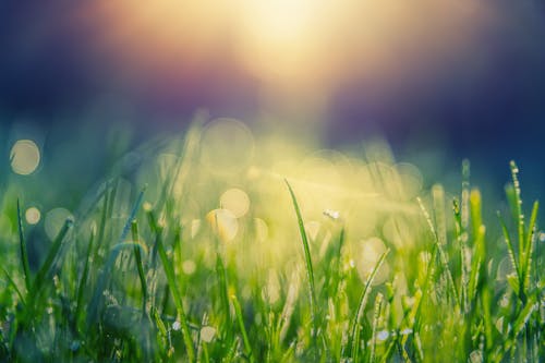 Free Kostnadsfri bild av gräs, gryning, ljus Stock Photo