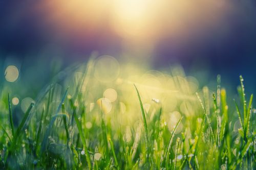 Free Close-up of grass with dew drops glistening in sunrise, showcasing nature's tranquil beauty. Stock Photo