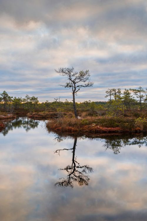 Free A tranquil bog scene with a lone tree reflecting in the calm water under a cloudy sky at sunset. Stock Photo