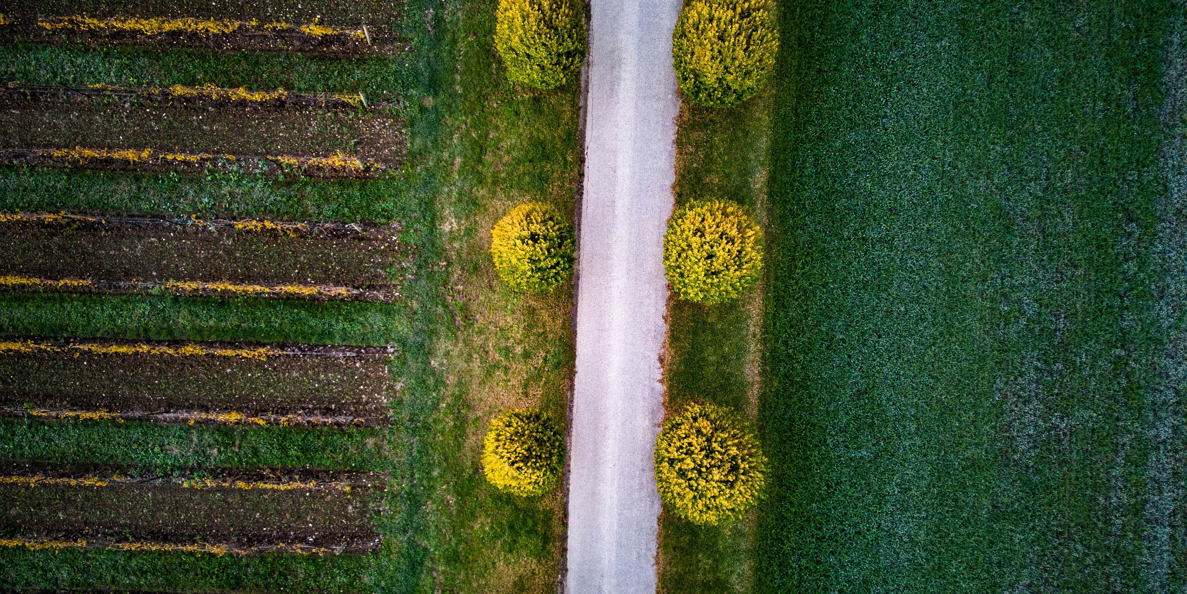 Drone shot capturing a vibrant landscape with fields and a pathway lined with shrubs.