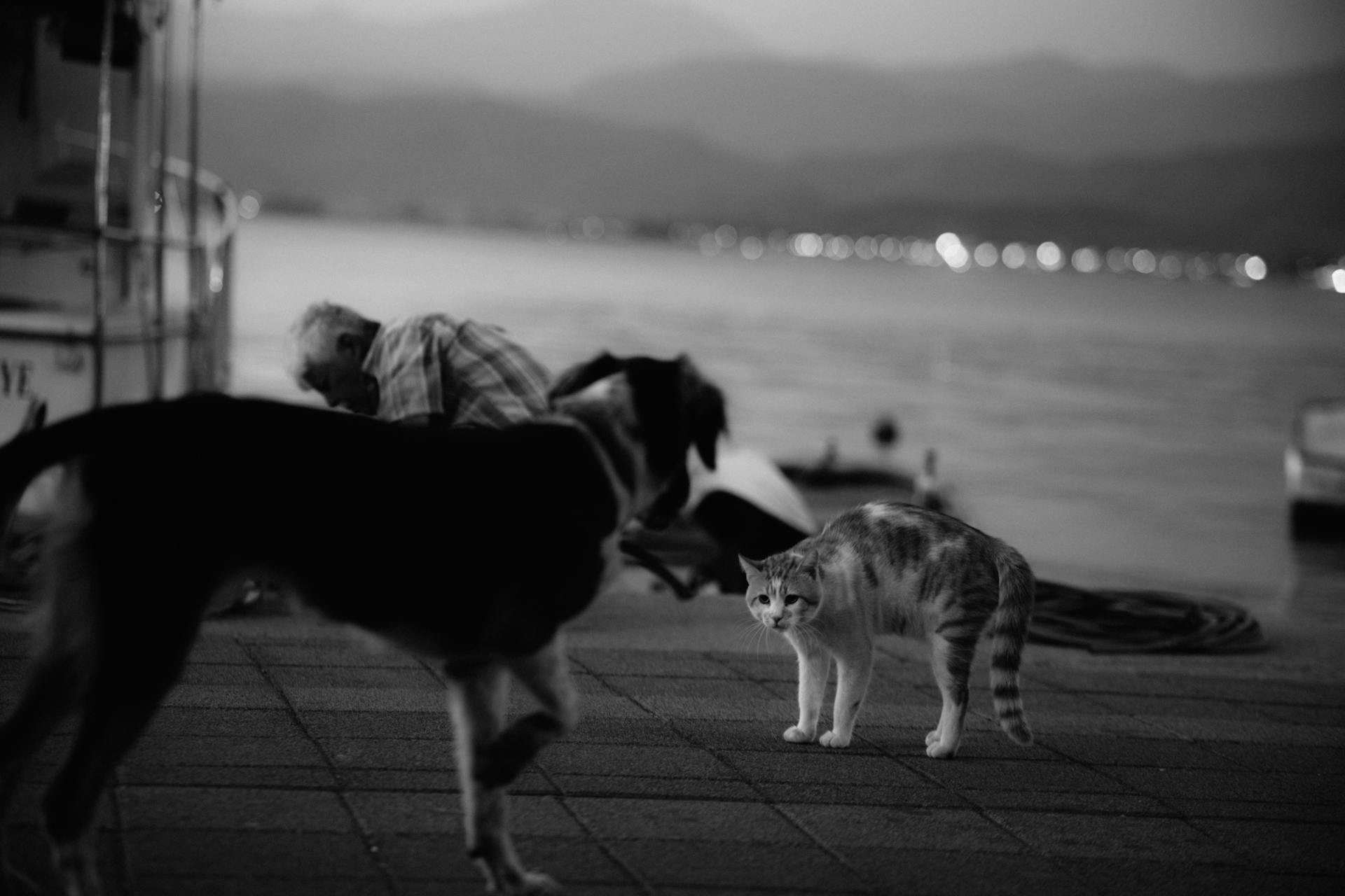 A black and white photo of a dog and cat