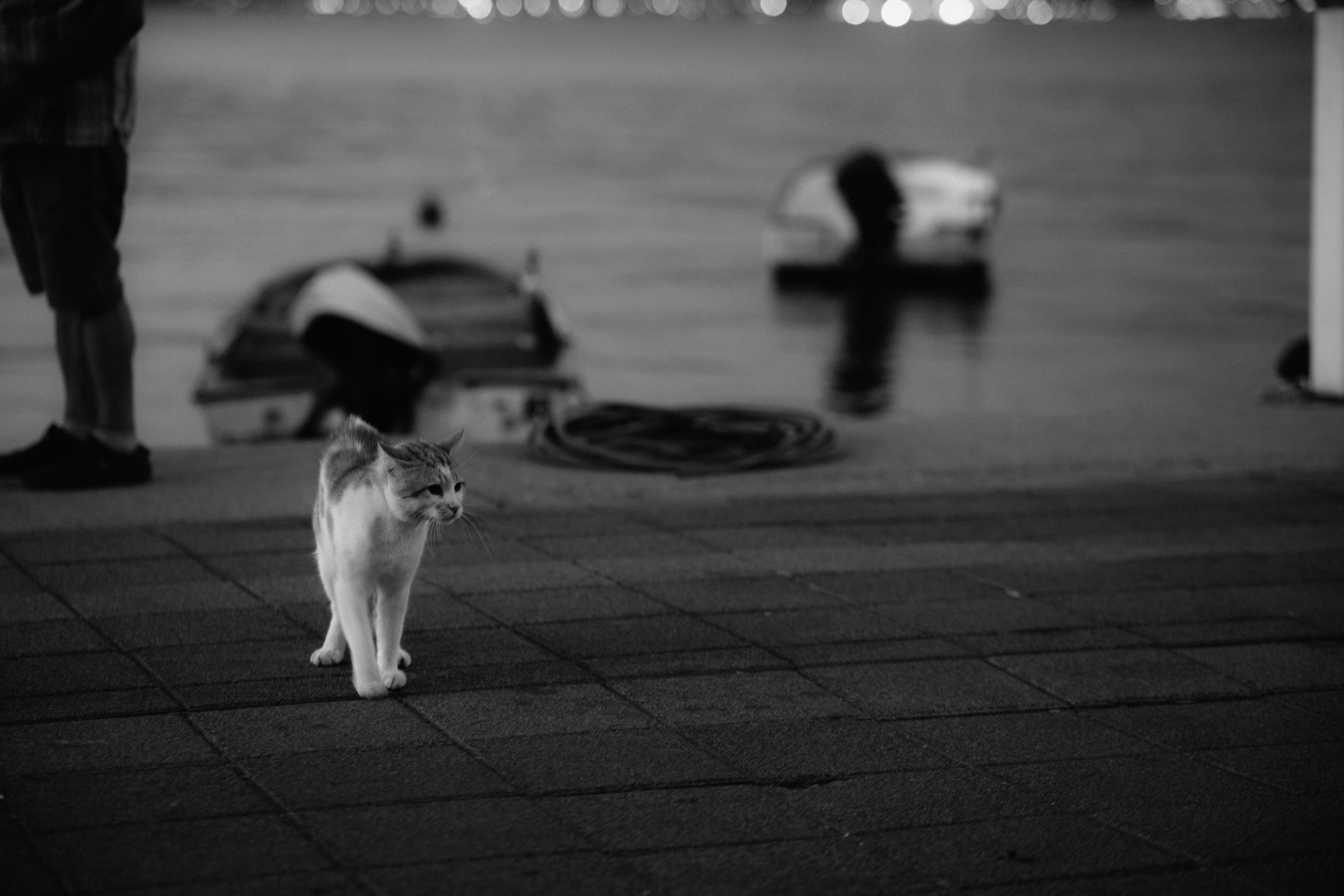 A Grayscale Photo of Stray Cats on the Street · Free Stock Photo