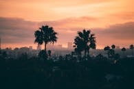 City Buildings and Trees during Golden Hour