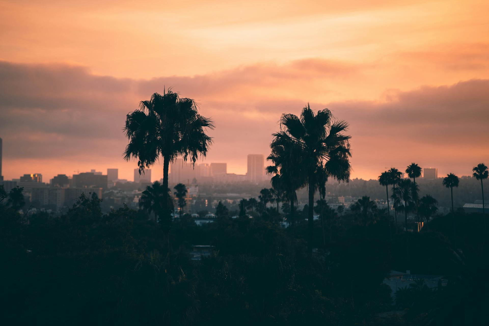 City Buildings and Trees during Golden Hour