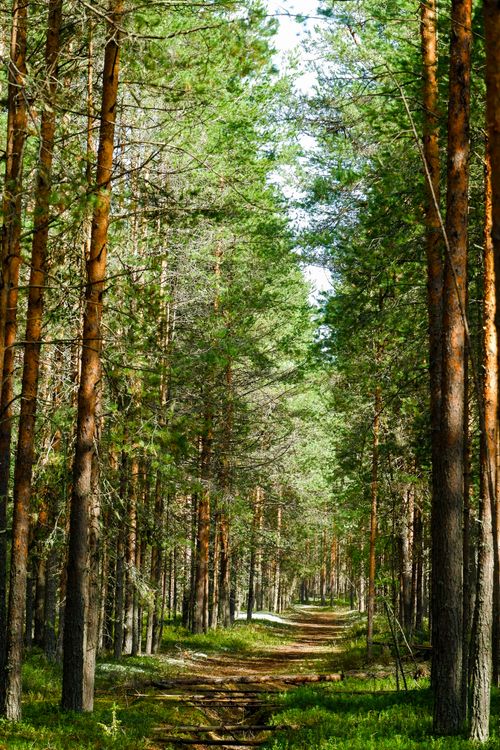 Free A tranquil forest pathway surrounded by towering pine trees and lush greenery, perfect for a peaceful walk. Stock Photo