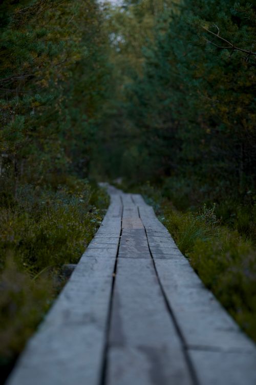 Free A tranquil wooden boardwalk surrounded by lush forest greenery, perfect for nature walks. Stock Photo