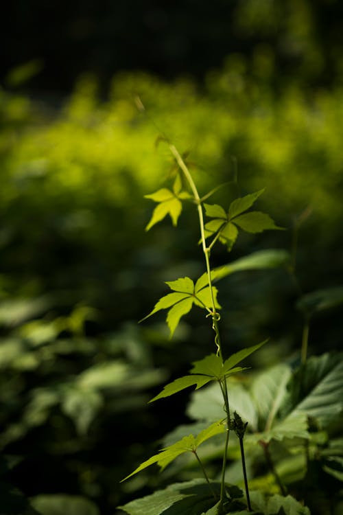 녹색, 빛과 그림자, 식물의 무료 스톡 사진