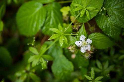 Безкоштовне стокове фото на тему «білі пелюстки, зелень, квітка»