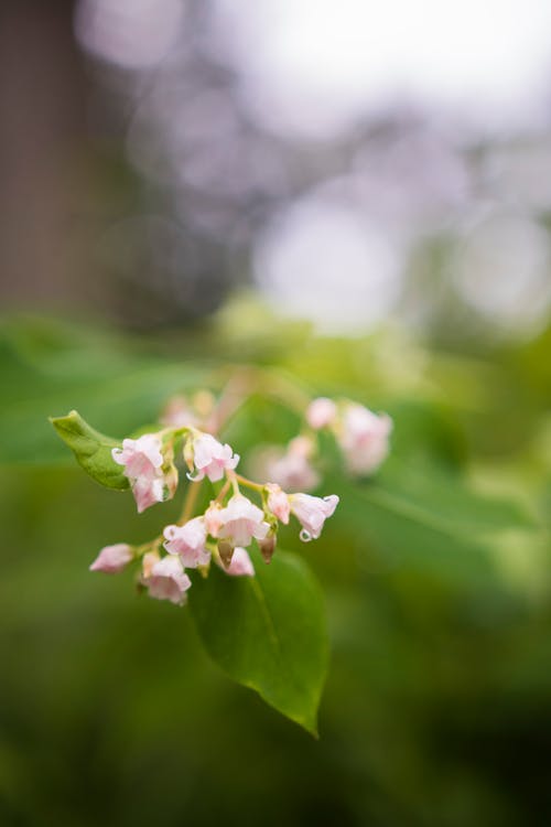 꽃 뭉치, 나뭇잎, 녹색의 무료 스톡 사진