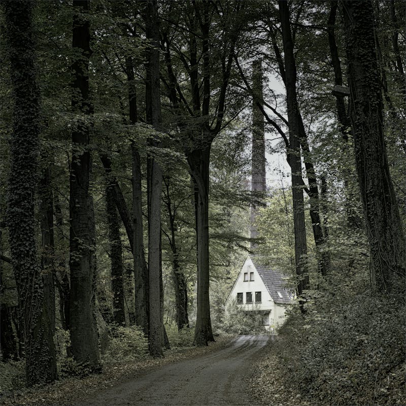 Forest Carbon Sinks Explained: When Trees Emit More Than They Absorb