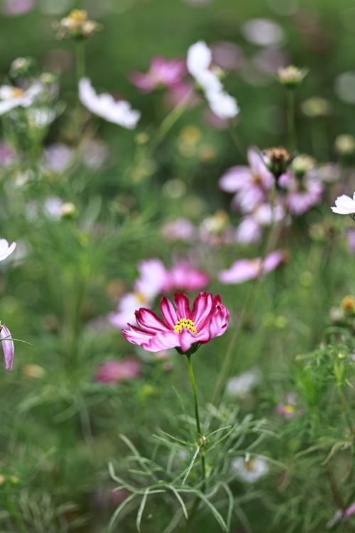 Free Close-up of a vibrant pink cosmos flower blooming in a lush outdoor garden. Stock Photo