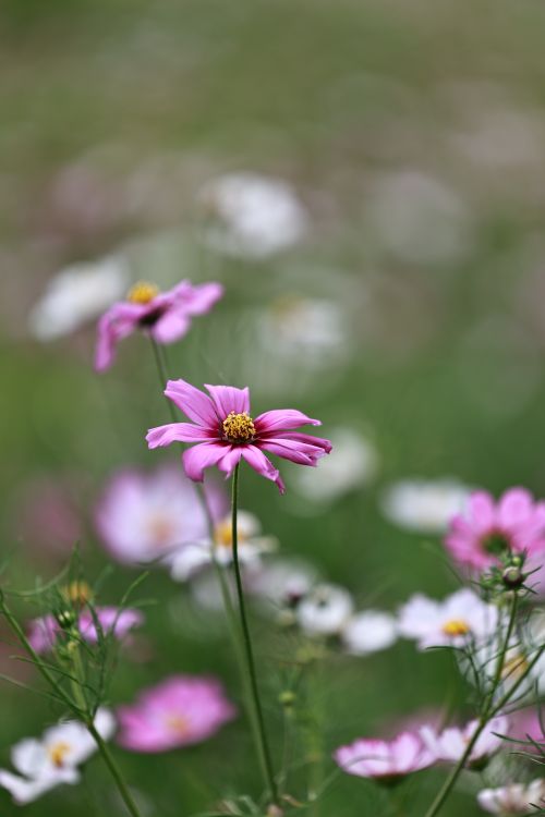 Free Close-up of pink cosmos flowers blooming brightly in a green field. Stock Photo