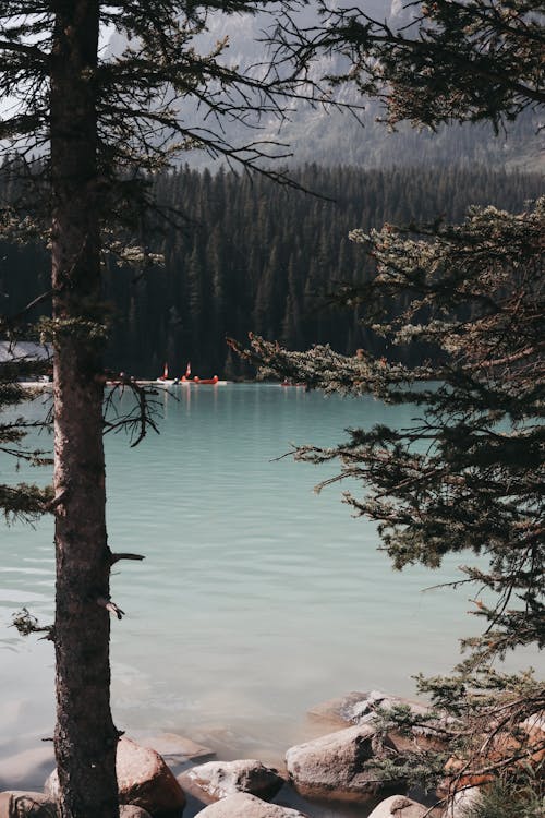 Lago E Foresta Durante Il Giorno