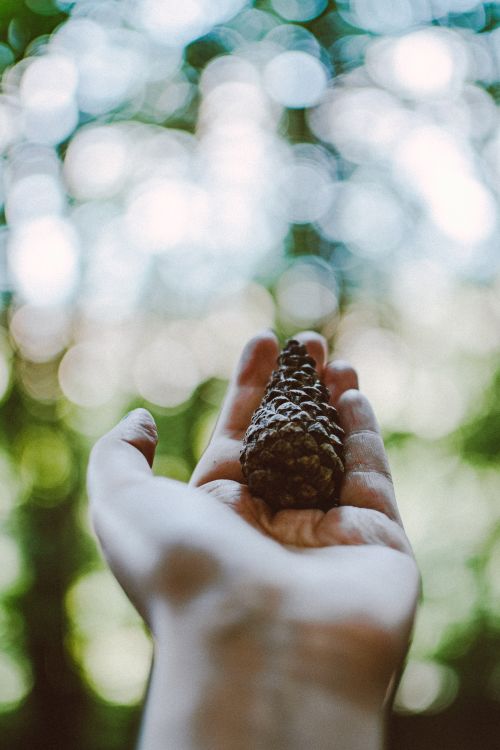 Free A close-up of a hand holding a pine cone outdoors with a blurred, leafy background. Stock Photo
