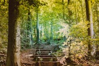 绿树成荫的森林小路上，景色郁郁葱葱，一片宁静