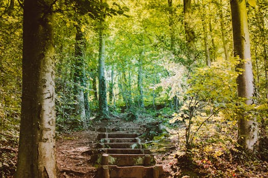 绿树成荫的森林小路上，景色郁郁葱葱，一片宁静