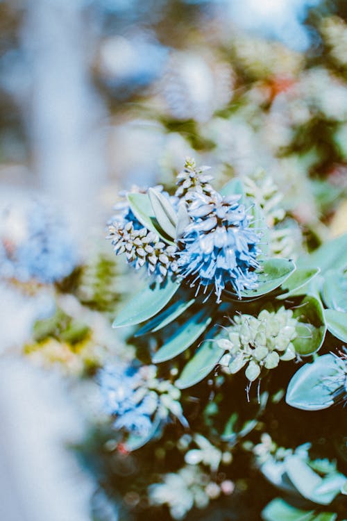 Free Blue Flowers in Bloom Stock Photo