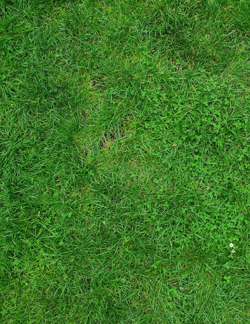 Бесплатное стоковое фото с зеленое поле, зеленый, природа
