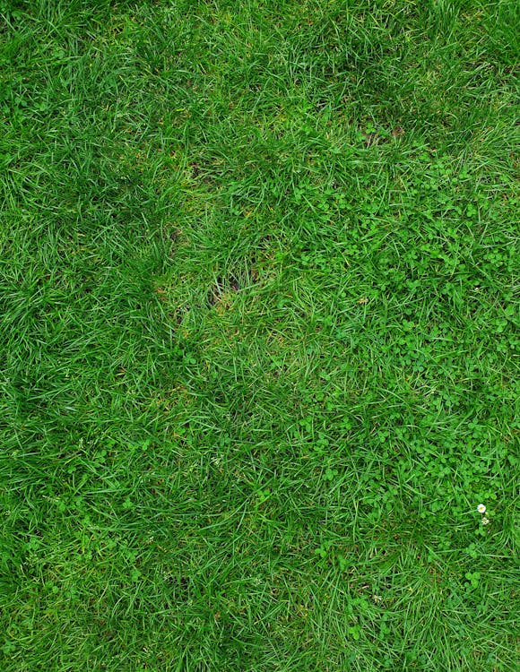 Gratis lagerfoto af græs, grøn, grøn mark