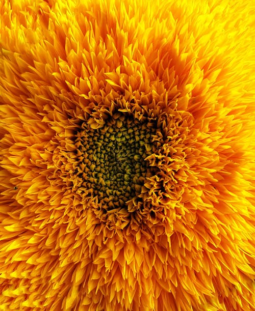 Immagine gratuita di colore arancione, fiore, macro