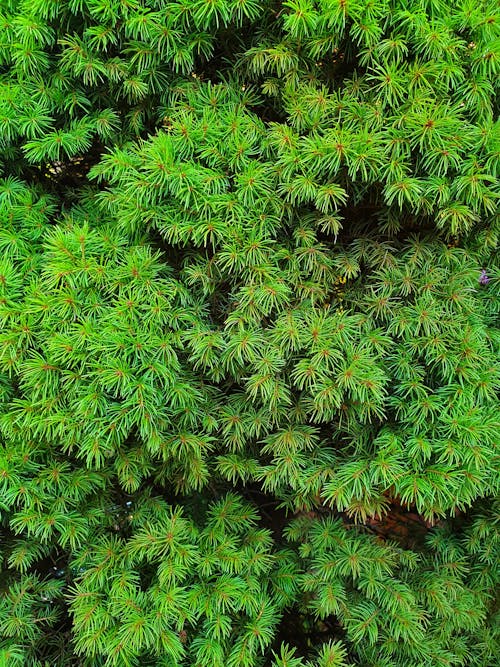 Бесплатное стоковое фото с зеленый, лиственница, природа