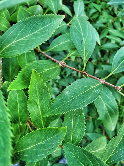 Бесплатное стоковое фото с зеленый, лист, природа