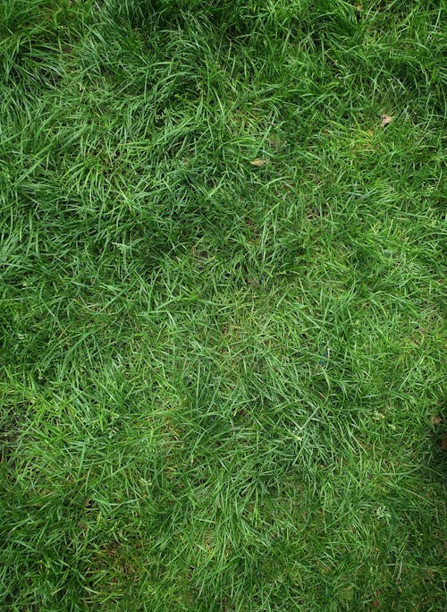 Бесплатное стоковое фото с зеленое поле, зеленый, природа