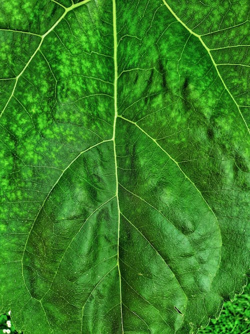 Darmowe zdjęcie z galerii z liść, makro, natura