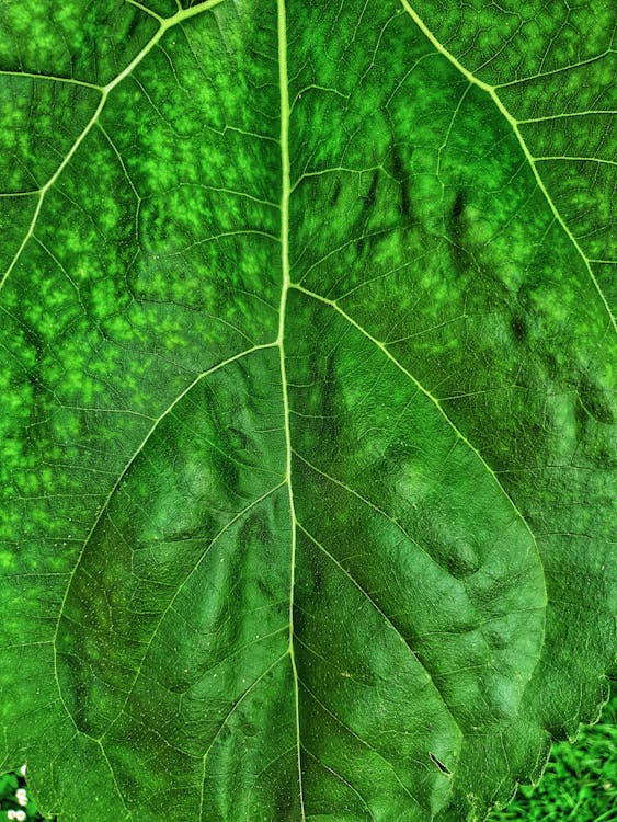 Free stock photo of garden, green, leaf