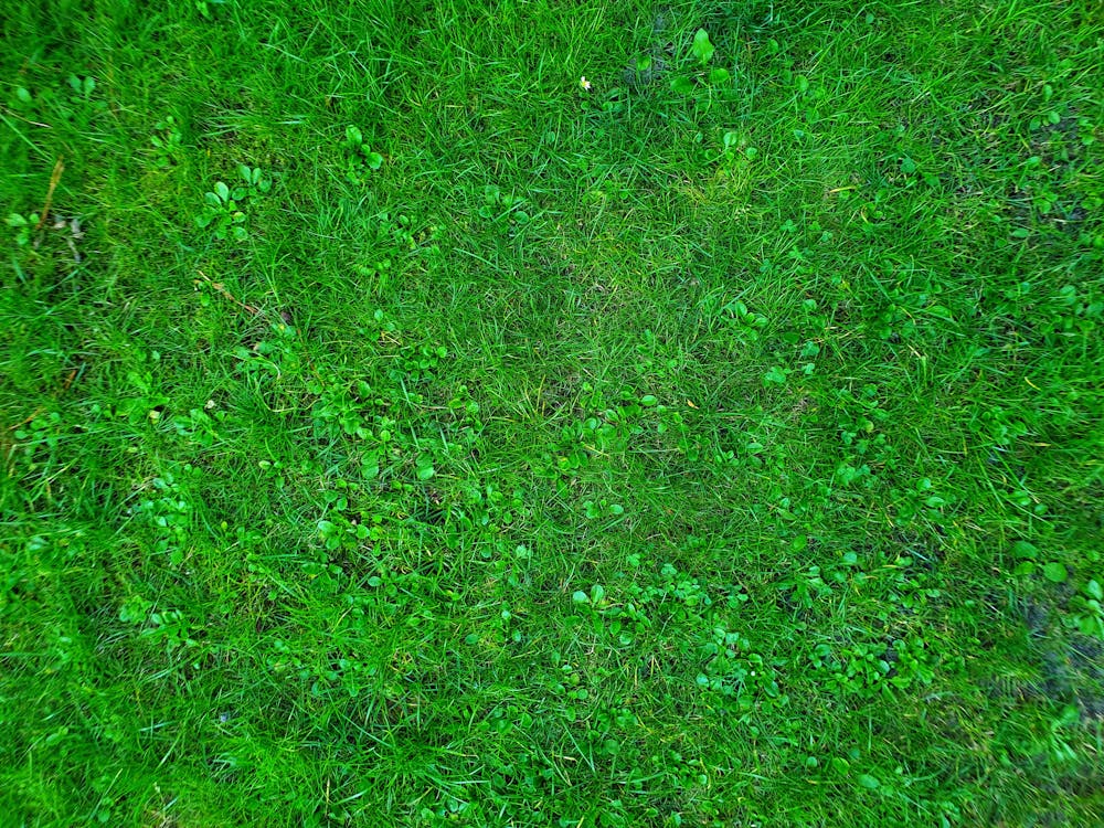 Free stock photo of field, garden, grass