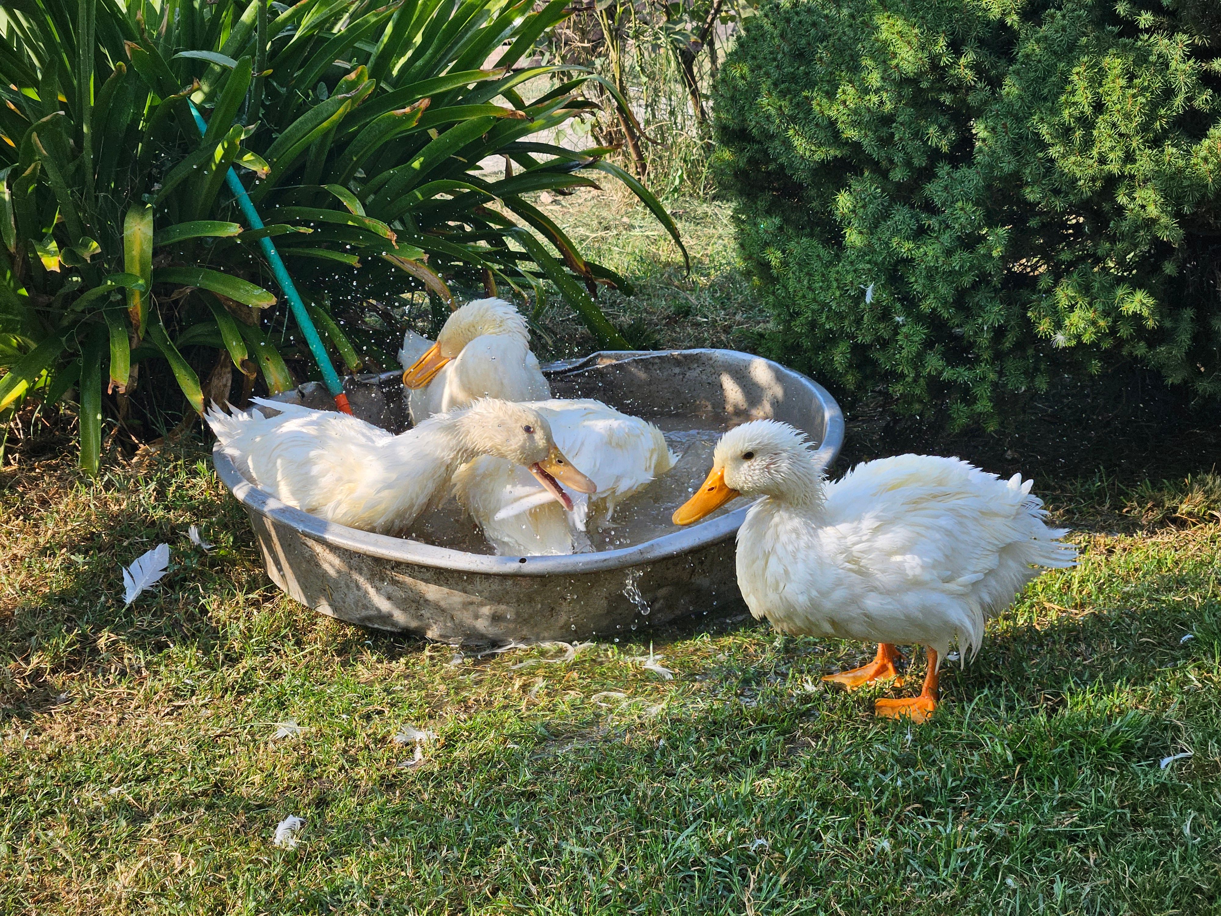 White Ducks Bathing Outdoors in a Tub · Free Stock Photo