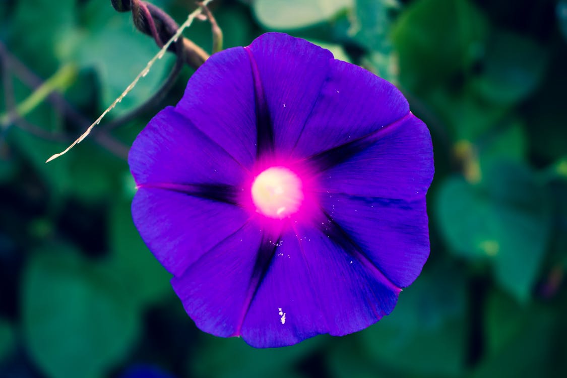 Ingyenes stockfotó élénk színek, gyönyörű virág, lila témában