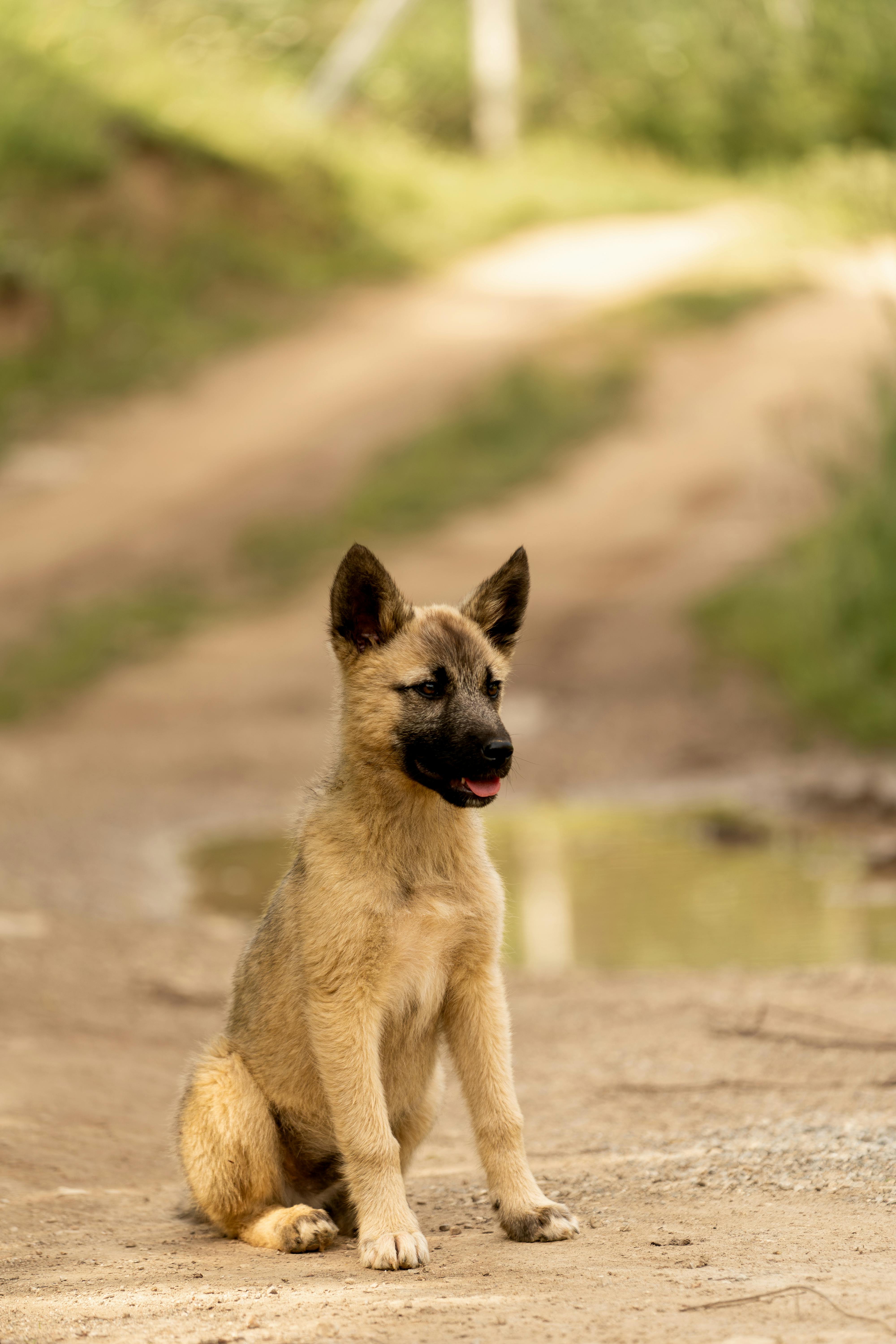 a dog sitting on the dirt road with its tongue out