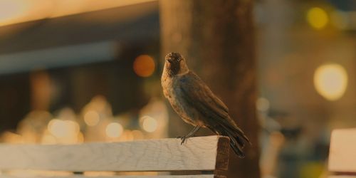 Free Eurasian Jackdaw perched on bench in Lund, Sweden with blurred night lights creating a moody ambiance. Stock Photo