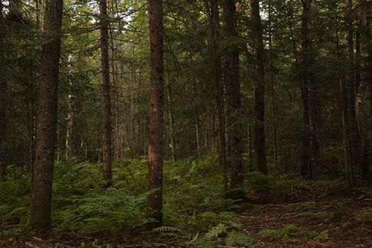 Misty forest trail surrounded by lush green vegetation and tall trees in early morning light.