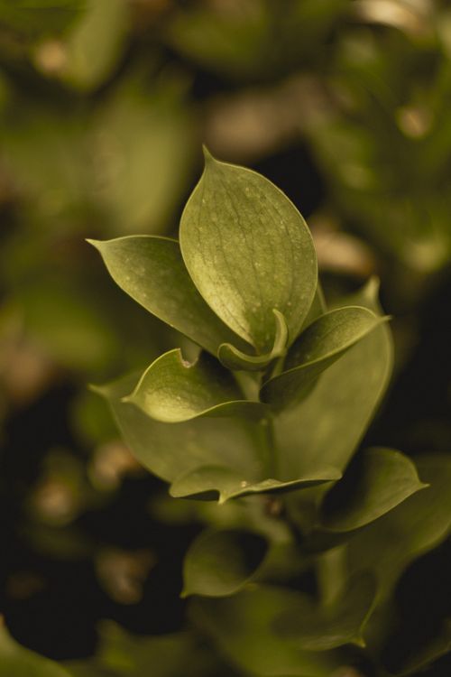 Free Detailed close-up of green leaves showcasing texture and natural beauty. Stock Photo
