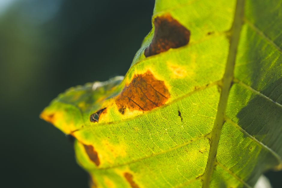 Close-up of a leaf with brown spots — common catalpa tree disease symptoms in Surrey BC