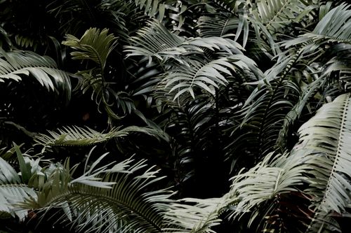 Free Dense arrangement of green tropical palm leaves creating a natural pattern. Stock Photo