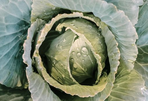 Detailed close-up of dewy cabbage leaves showcasing fresh texture and natural freshness.