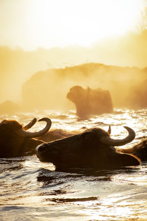 Free A herd of buffalo crossing a river at dusk with golden sunlight reflecting on the water. Stock Photo