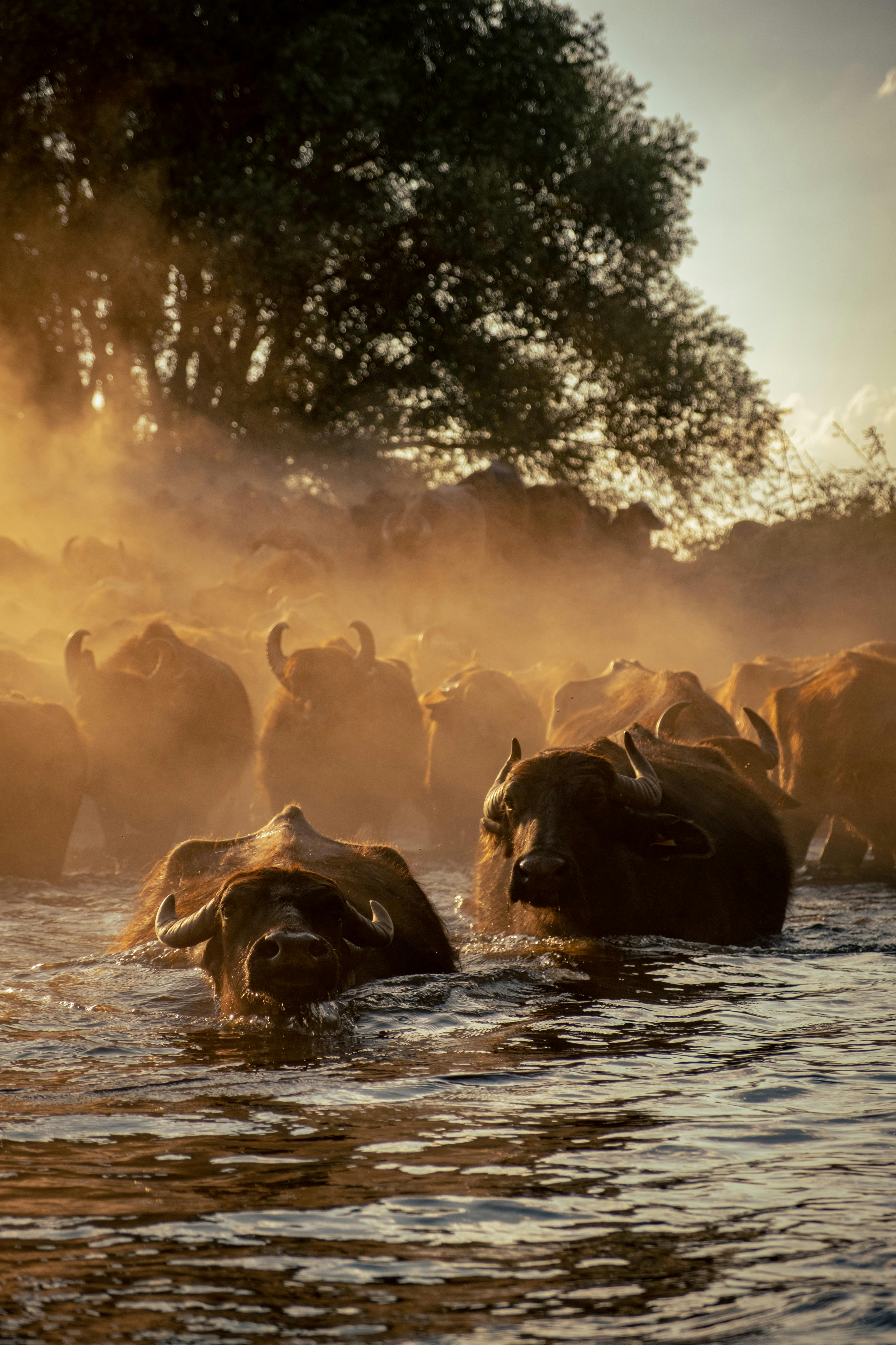 grátis Foto profissional grátis de África, água, alvorecer Foto profissional