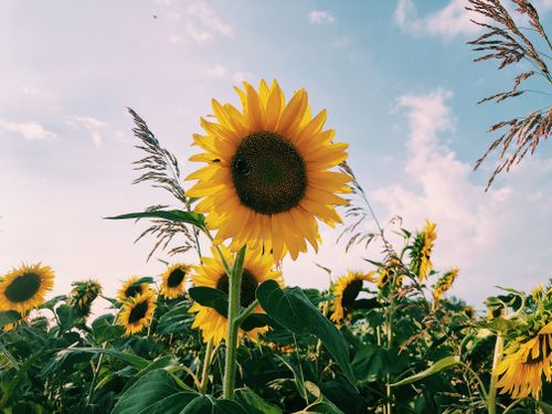 Free Bright sunflowers in a vibrant field under a sunny sky in Lombardia, Italy. Stock Photo