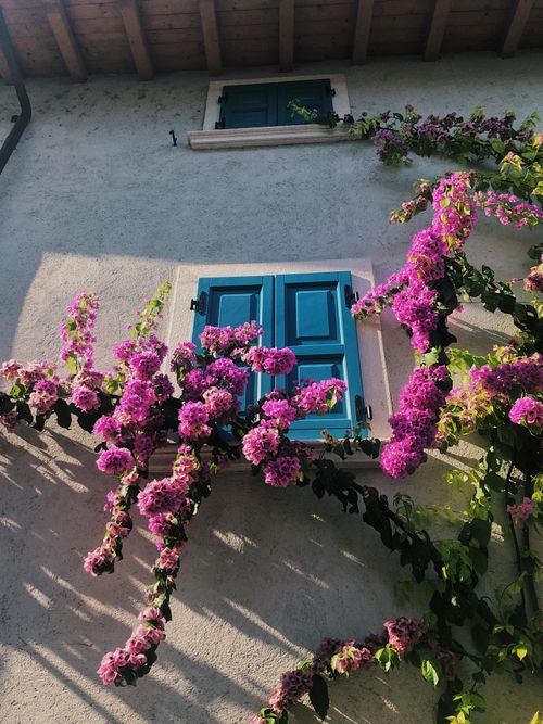 Free Fiori arrampicanti  Stock Photo