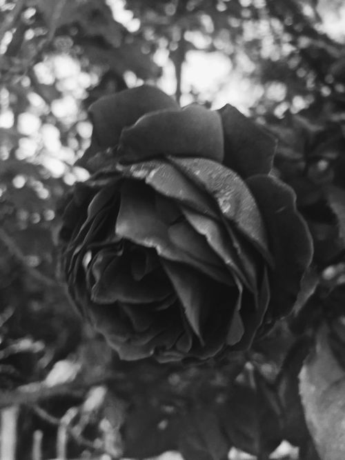 Free Rosa dopo la pioggia Stock Photo