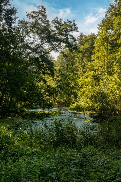 Free A serene landscape of a leafy green forest and tranquil lake under sunlight. Stock Photo