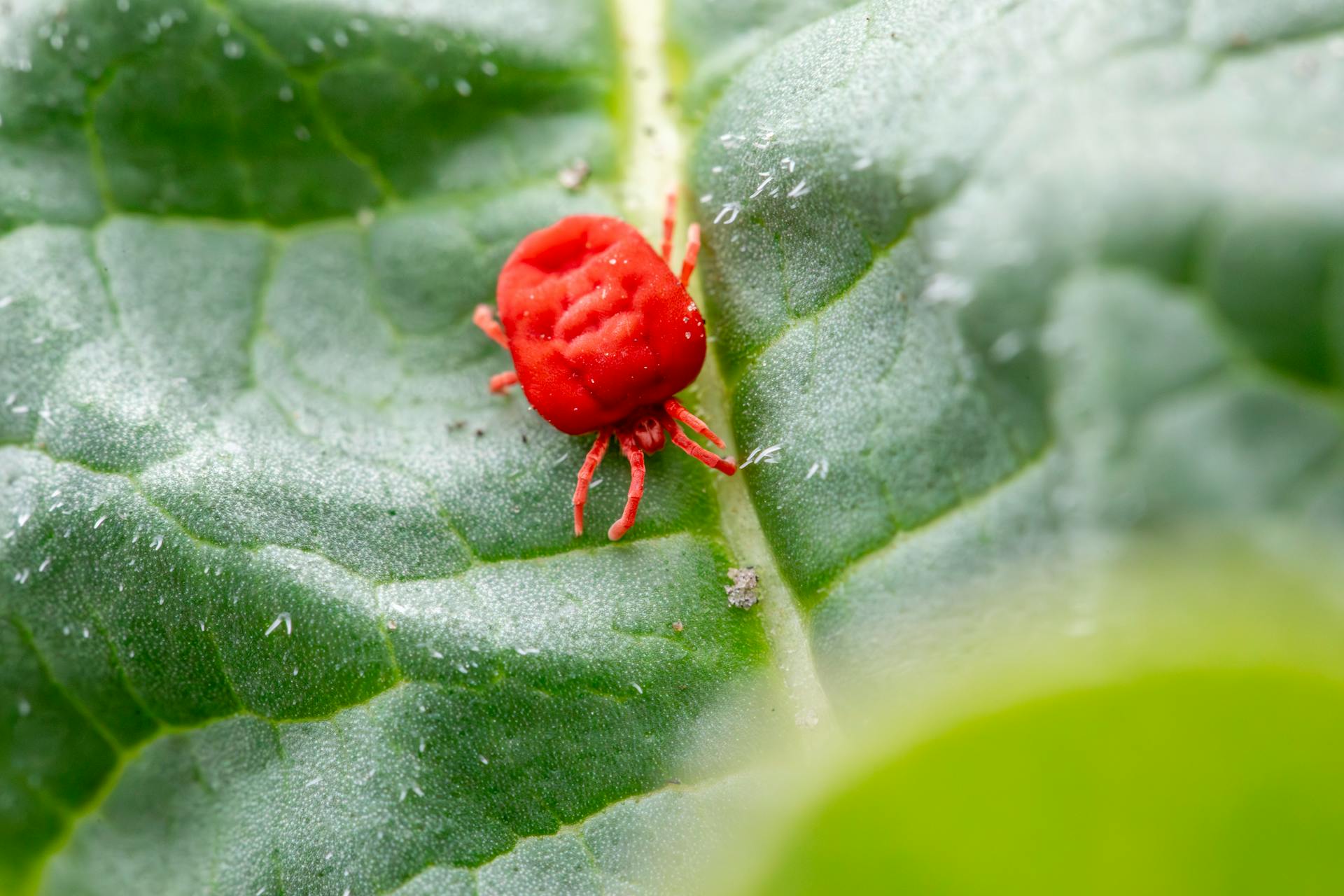 Free stock photo of agricultural pests, arachnids, biological control